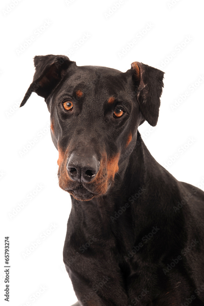 Dobermann Pinscher Portrait Freisteller Dobermann Pinscher Portrait Freisteller