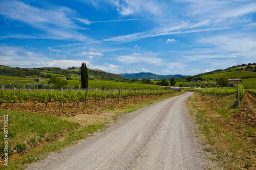 Famous Tuscany vineyards. Italy