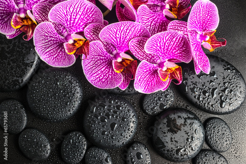 Beautiful spa concept of blooming twig of stripped violet orchid
