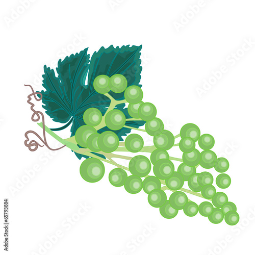 Grapevine background vector illustration