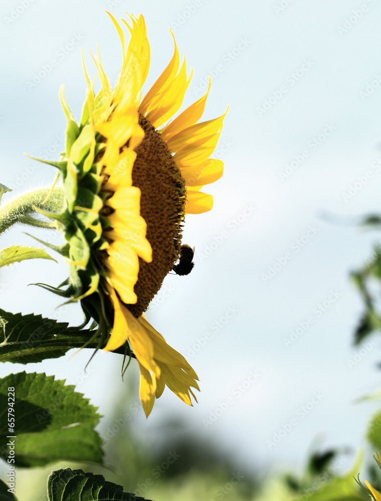 Obraz premium Sunflower field