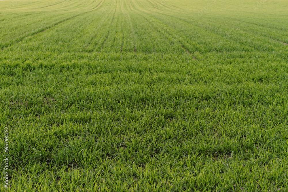 Rural farming Rural farming