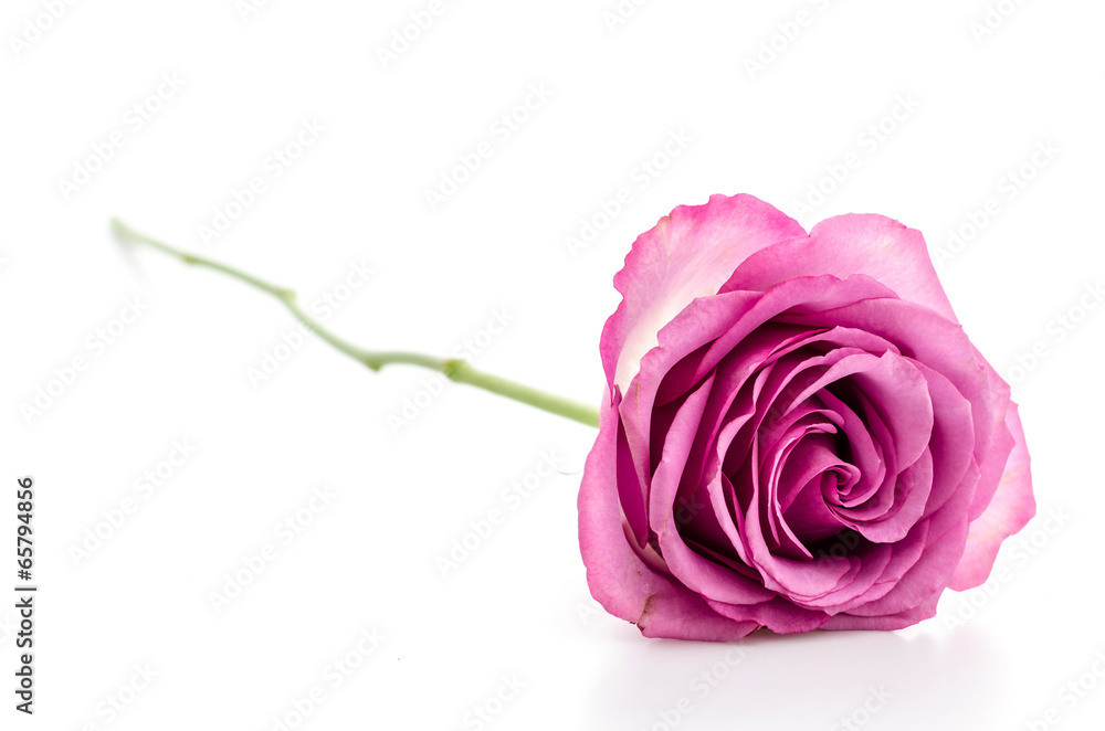 Fototapeta premium Pink rose isolated on white