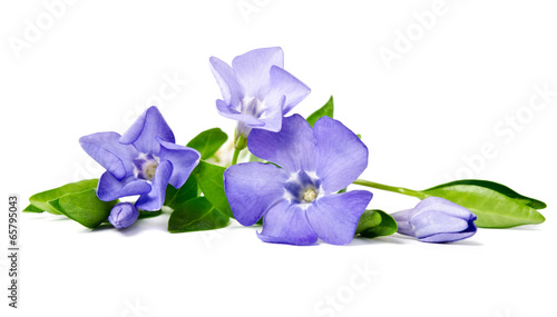 Fototapeta Naklejka Na Ścianę i Meble -  Beautiful blue flower periwinkle isolated on white background