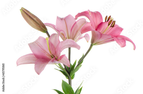 Fototapeta Naklejka Na Ścianę i Meble -  Pink lilies