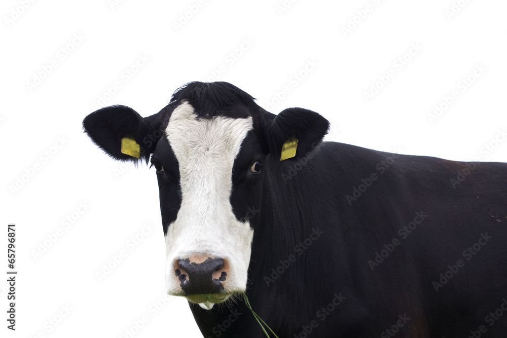 Cow in front of a white background,Isolated!! Cow in front of a white background,Isolated!!