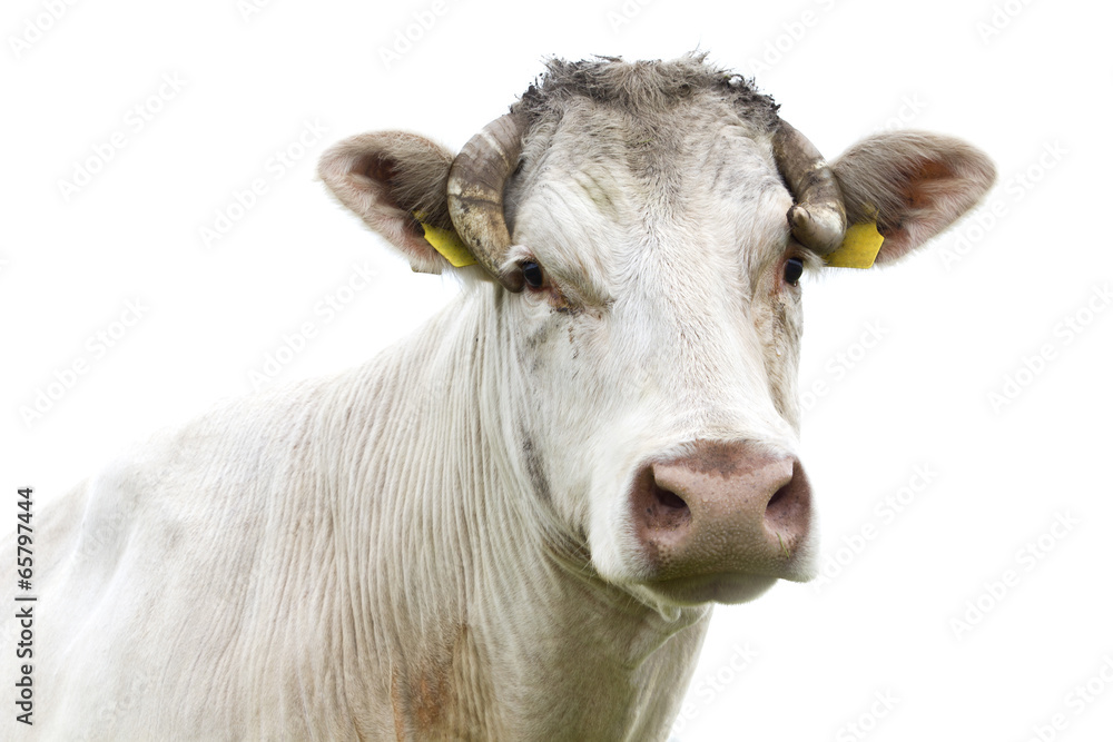 Funny cow head portrait, isolated on white background Funny cow head portrait, isolated on white background
