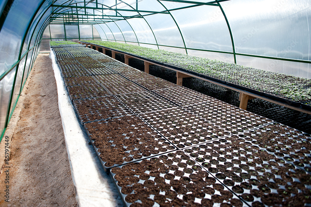 Fototapeta premium arched greenhouse