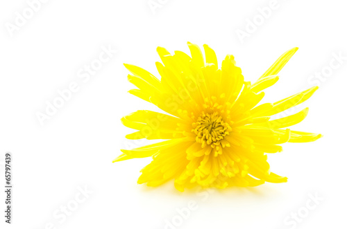 Yellow flower isolated on white background