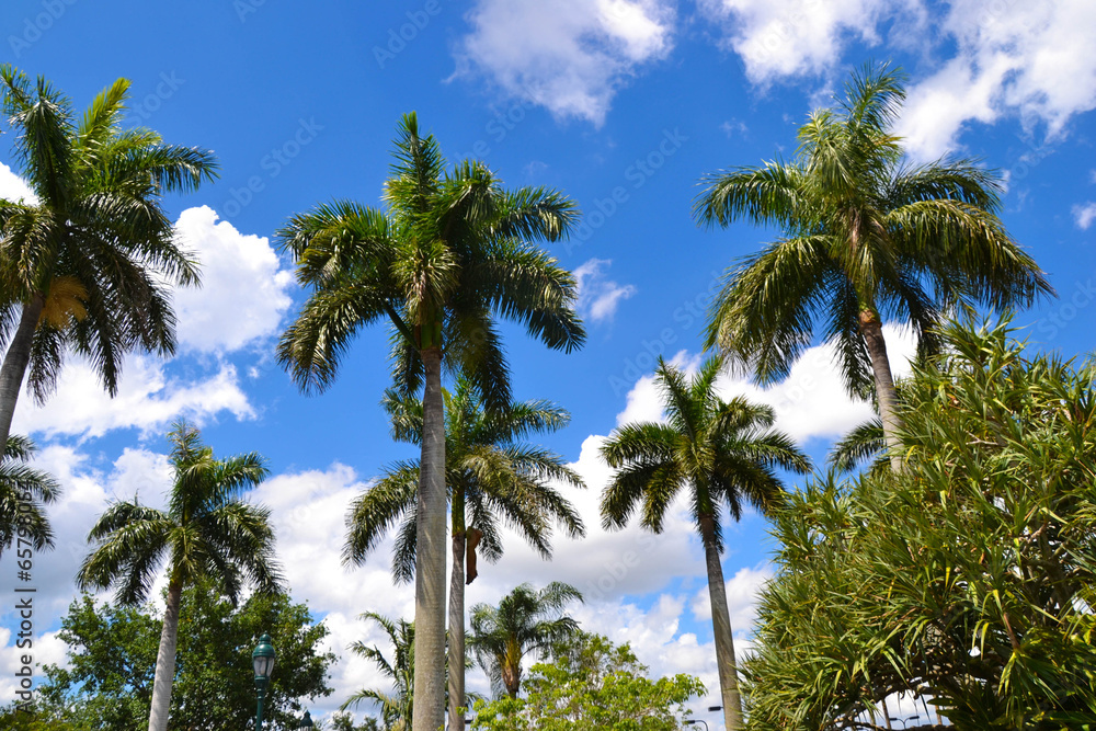Tourisme - Palmiers à Miami - Floride