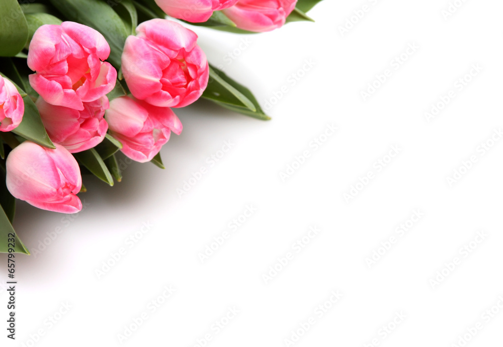 Fototapeta premium Rosa Tulpen auf weißem Hintergrund
