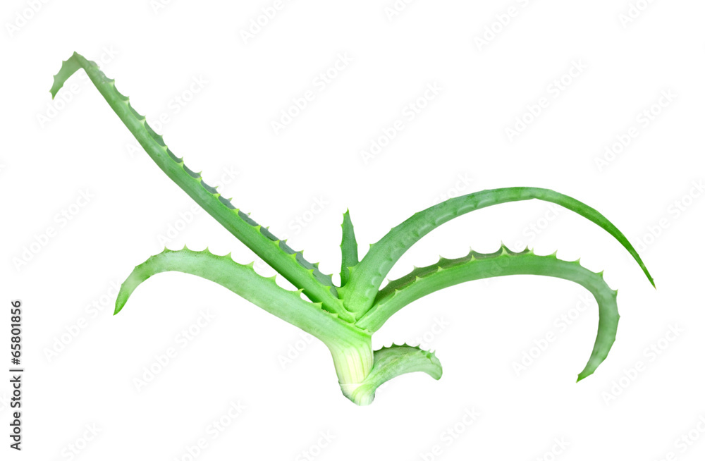 Naklejka premium Branch of aloe