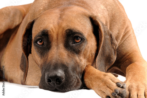 Rhodesian Ridgeback Portrait