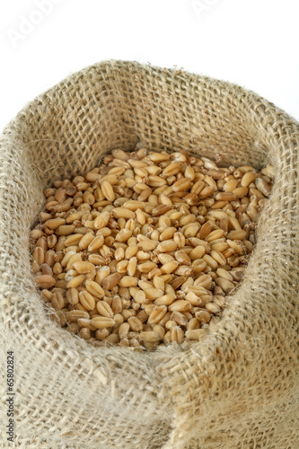 Ripe wheat in a linen bag on white background