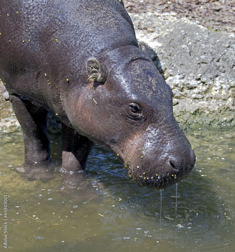 Pigmy hippopotamus