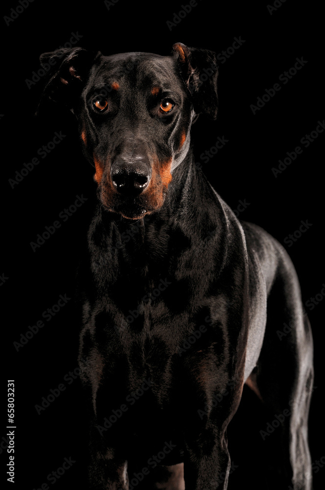 Fototapeta premium Dobermann Pinscher Portrait auf Schwarz