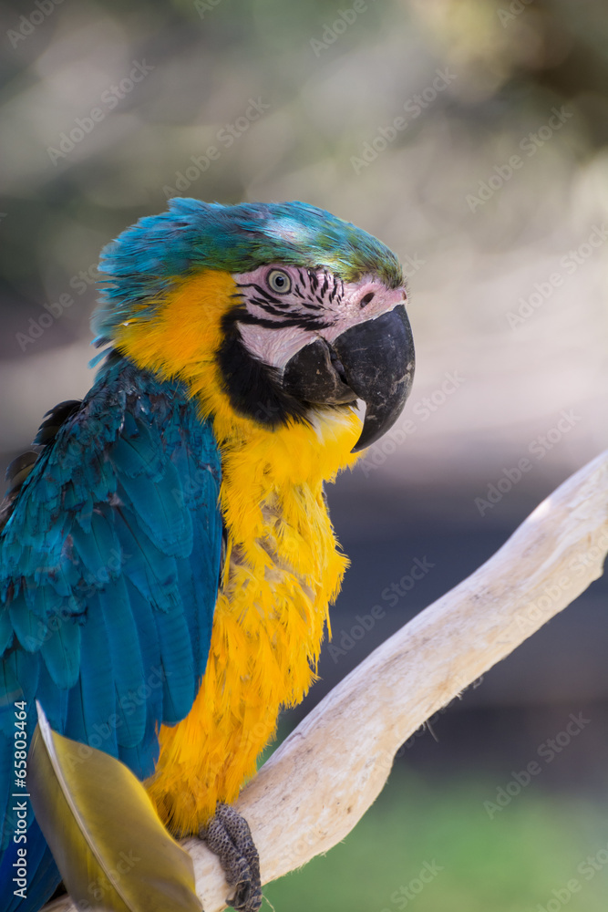 ルリコンゴウインコ