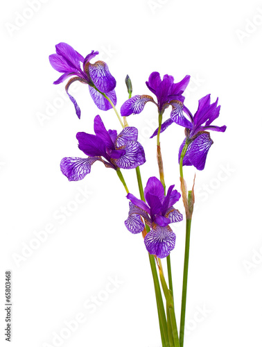 Beautiful bouquet of iris flower isolated on white