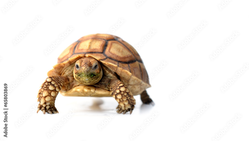 Fototapeta premium turtle