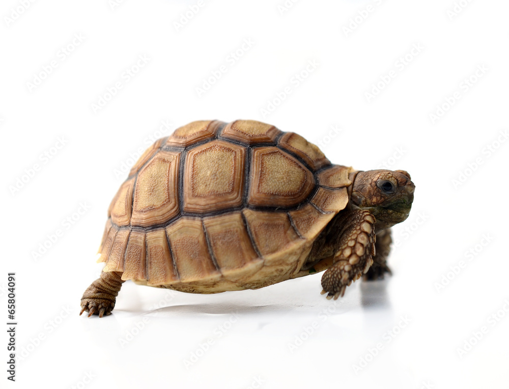 Obraz premium turtle