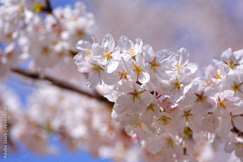 桜