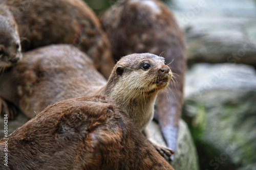 コツメカワウソ