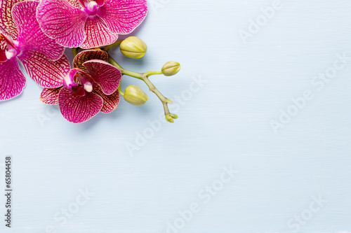 Fototapeta Naklejka Na Ścianę i Meble -  Orchid.