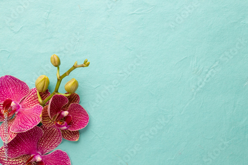 Fototapeta Naklejka Na Ścianę i Meble -  Orchid.