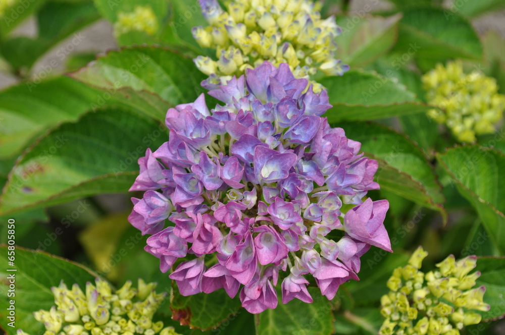 Fototapeta premium Hortensie, Hydrangea