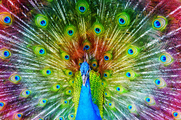 Fototapete Pfau Pfau mit gespreiztem Federrad  © Swetlana Wall