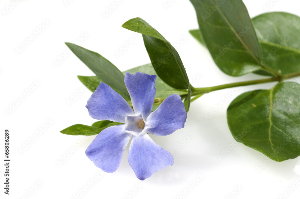 Obraz premium Immergruen; Vinca; major;