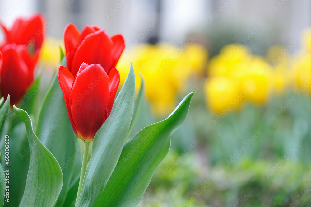 Fototapeta premium チューリップ