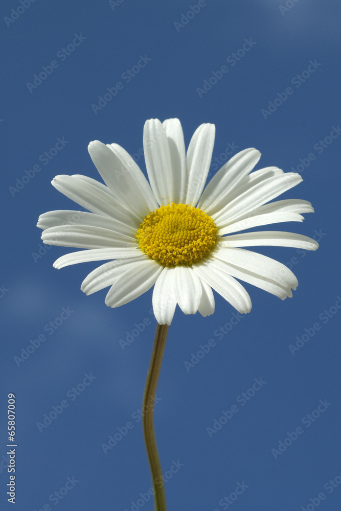 Margariten; Wiesen-Margeriten; Leucanthemum; vulgare; Margariten; Wiesen-Margeriten; Leucanthemum; vulgare;