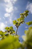 Young leaves of currant