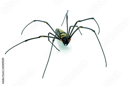 Macro shot of a brown recluse spider on white