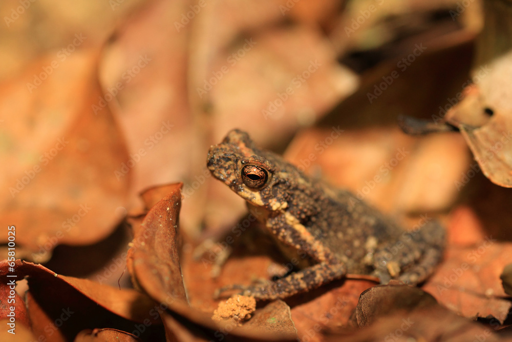 Obraz premium Kelaart's dwarf toad (Adenomus kelaartii) in Kitulgala forest, S