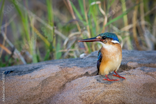 Malachit-Eisvogel photo