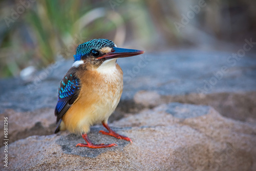 Malachit-Eisvogel photo