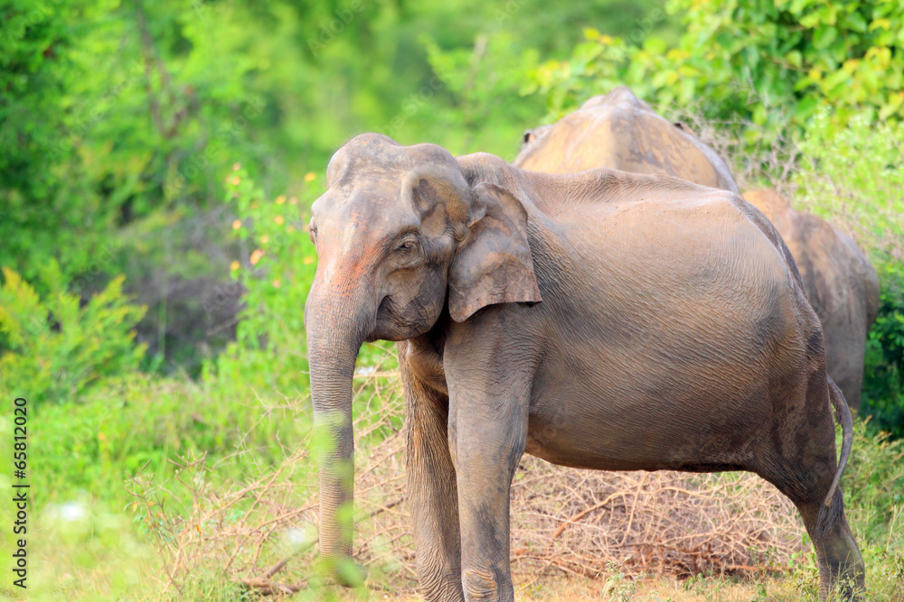 Asian elephant (Elephas maximus) in Udawalawe National Park