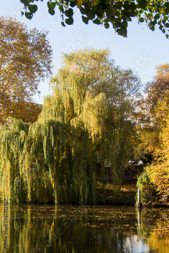 Autumn Trees by a River in Berlin