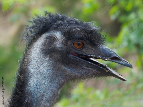 Emu photo