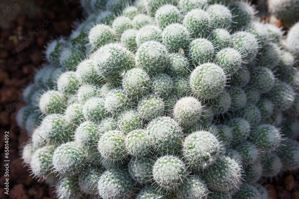 white spike bush cactus white spike bush cactus
