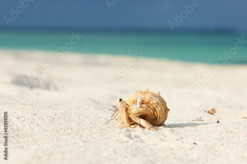 Fototapeta Naklejka Na Ścianę i Meble -  Hermit crab at beach