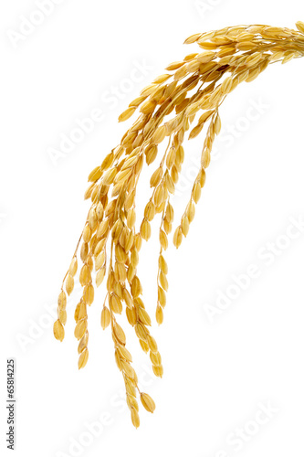稲