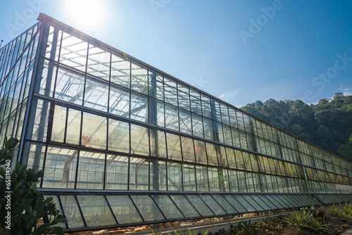 greenhouse plantation