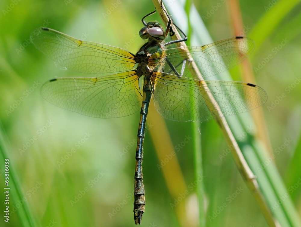 Oxygastra curtiisi, male Oxygastra curtiisi, male