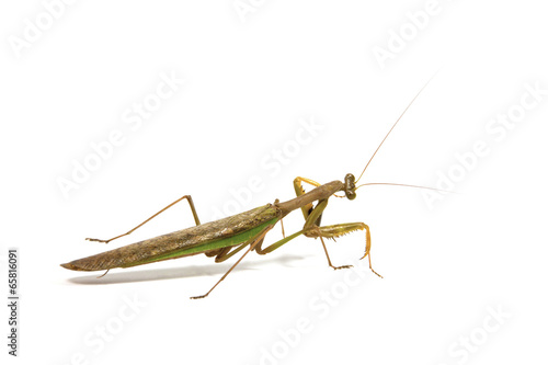 Side View of Brown and Green Praying Mantis