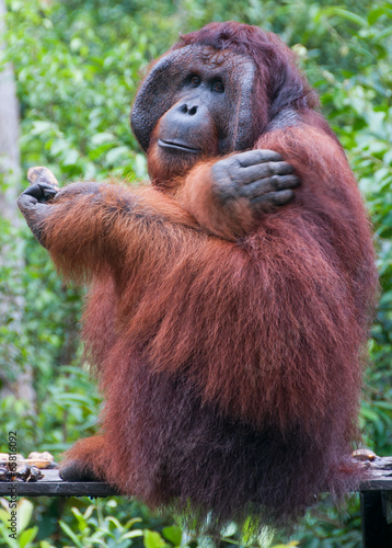 Male orangutan in the wild