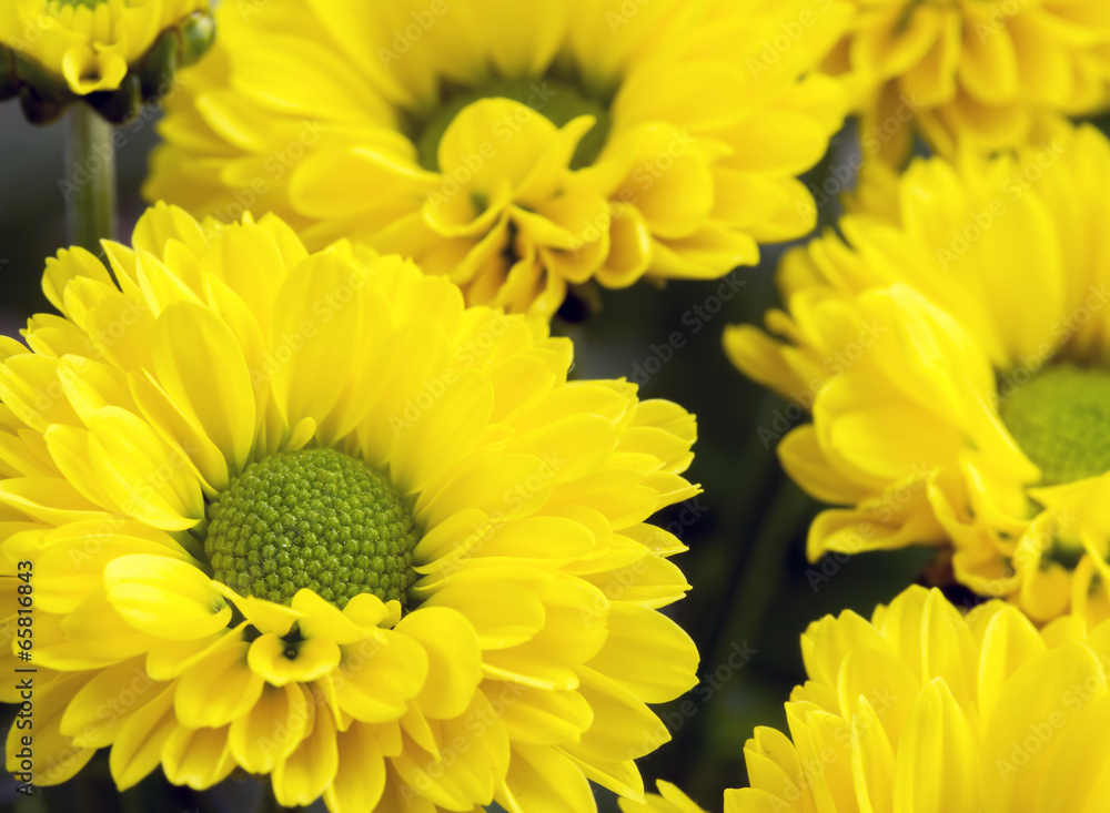 Close up image of bunch of yellow chrysanthemums Close up image of bunch of yellow chrysanthemums