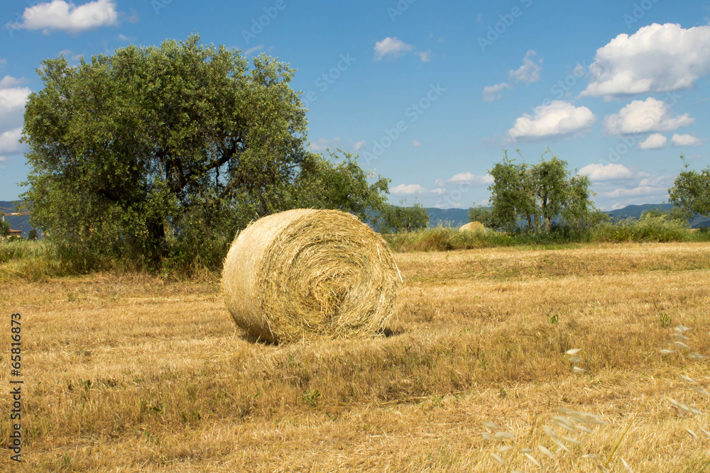 Wheat field with a bale of hay in Tuscan countryside